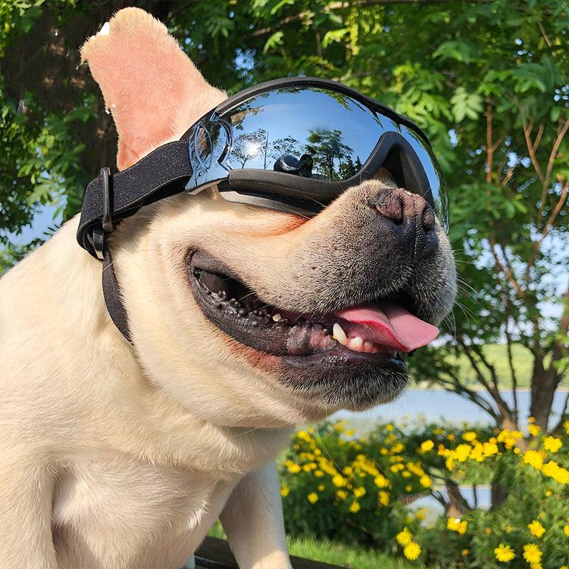 Pet Sunglasses Dog Windproof Glasses